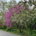 Barbara Corcoran Instagram - If you haven’t been to Central Park yet this spring, grab you lotion and head on over. This is the park at it’s prettiest and the the tall trees steal the show! 🍃🌷💕 If you enter on 98th street and 5th avenue, you’ll find the oldest surviving elm in America on the left. (First picture here.) Manhattan Elms escaped the Elm blight which traveled through their root system. The majestic Elms of Central Park escaped the blight because Manhattan is an island!