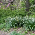 Barbara Corcoran Instagram - If you haven’t been to Central Park yet this spring, grab you lotion and head on over. This is the park at it’s prettiest and the the tall trees steal the show! 🍃🌷💕 If you enter on 98th street and 5th avenue, you’ll find the oldest surviving elm in America on the left. (First picture here.) Manhattan Elms escaped the Elm blight which traveled through their root system. The majestic Elms of Central Park escaped the blight because Manhattan is an island!