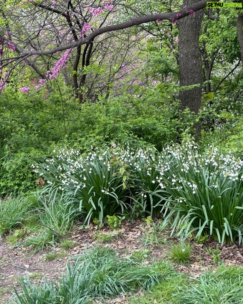 Barbara Corcoran Instagram - If you haven’t been to Central Park yet this spring, grab you lotion and head on over. This is the park at it’s prettiest and the the tall trees steal the show! 🍃🌷💕 If you enter on 98th street and 5th avenue, you’ll find the oldest surviving elm in America on the left. (First picture here.) Manhattan Elms escaped the Elm blight which traveled through their root system. The majestic Elms of Central Park escaped the blight because Manhattan is an island!