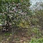 Barbara Corcoran Instagram - If you haven’t been to Central Park yet this spring, grab you lotion and head on over. This is the park at it’s prettiest and the the tall trees steal the show! 🍃🌷💕 If you enter on 98th street and 5th avenue, you’ll find the oldest surviving elm in America on the left. (First picture here.) Manhattan Elms escaped the Elm blight which traveled through their root system. The majestic Elms of Central Park escaped the blight because Manhattan is an island!