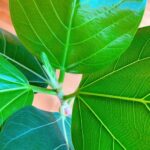 Becky Instagram - 観葉植物の場所を変えたら、新芽がどんどん。 そうかいそうかい。 ここが良かったのかい。 かわゆ。 さーて、ランチ作ります。 米食べたい人、スパゲッティ食べたい人、全部に対応しようと思います🫶