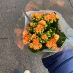 Bella Ramsey Instagram - I got these flowers for £1.50