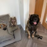 Belle Hassan Instagram - Happy birthday baby boy 🐾