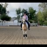 Beth Behrs Instagram - Just trying to bring a little dramatic, actress FLAIR to #dressage! Here I come #parisolympics ! I think my salutes should win an Oscar.. or @dressagecanbefun for her commentary and obvi #NutterButter for being a superstar! #equestrian #equestrianlife #horse #rescuehorse #funny #dressagehorse #dressagetraining