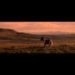 Beth Behrs Instagram – #Repost @wildbeautyspirit
・・・
WILD BEAUTY: MUSTANG SPIRIT OF THE WEST premieres in less than 30 days.  We are in the countdown to raise awareness for wild horses, now!

Please share our trailer far and wide, with the hashtag #istandwithwildhorses.  Let’s create the wave of awareness we have been working on for over five years in crafting this film.  @ashleyavis

The award winning WILD BEAUTY will officially debut on May 12th, 2023 in limited theaters, along with dozens of platforms such as iTunes, Apple, Spectrum, Google Play, and more.
 
Leading up to our release, we ask anyone who cares about this issue to raise your voice, and share our trailer on social to help bring critical awareness to wild horses and their families, before they disappear from our public lands forever.  The film is a cinematic look at the astounding wild beauty we have in our world, along with a journalistic exposé on the corruption befalling wild horses. 

Social ideas:  Tag your lawmakers!  Tag your members of Congress.  Tag your local media outlets such as newspapers and TV stations.  Tag your news anchors, and favorite equine-loving celebrities. 

Thank you for being part of this movement, and for standing with wild horses.