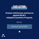 Beth Behrs Instagram - 🐴💔Swipe through to learn the truth about how The Bureau of Land Management's Adoption Incentive Program is impacting wild horses and burros. 💔🐎 Our investigation reveals a dire misuse of the $1,000 cash incentive, as these horses are being sent into the pipeline for slaughter as soon as their adopters receive the total reward. Let's stand together to protect the symbol of freedom and perseverance that these wild horses represent. 🗽 Repost: @freewildhorses #SaveWildHorses #KeepWildHorsesWild #ProtectOurIcons #StopTheSlaughter #WildHorseAdvocacy