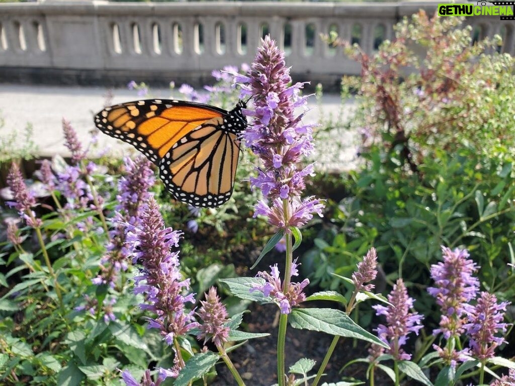 Bette Midler Instagram - the simple beauty of a butterfly.