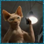 Bette Midler Instagram - Cats & Dogs: The Revenge of Kitty Galore (2010)