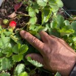 Bette Midler Instagram - Winter won’t last forever, and before you know it we’ll have these beauties again! Strawberries! Grown by @nyrp gardener José at our Willis Avenue Community Garden in The Bronx's Mott Haven neighborhood.