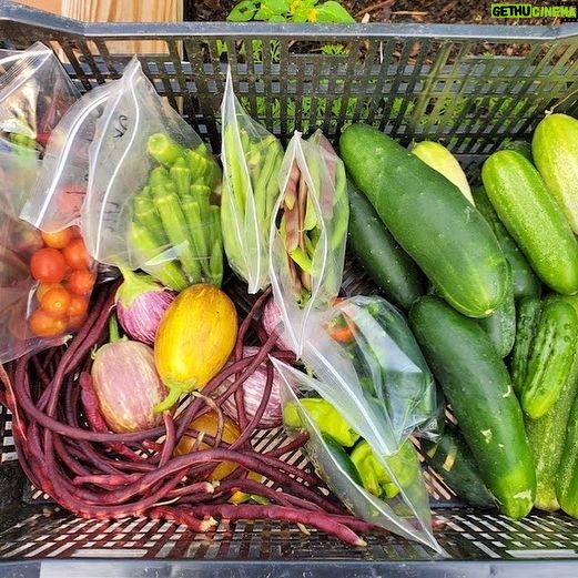 Bette Midler Instagram - Counting down the days... until our gardens are growing again! And we get beautiful produce like this from @nyrp's Riley-Levin and Williams Avenue Community Gardens.
