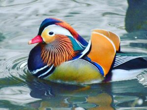 Bette Midler Instagram - This duck’s contour and highlight, tho! 

THE TALE OF THE MANDARIN DUCK... 

Just ONE WEEK until my new picture book is out! Mark your calendars and pre-order today. Link in bio.