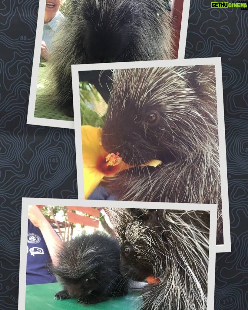 Betty White Instagram - Betty was a great friend to Wildlife Learning Center in Sylmar, CA. They named two baby porcupines Betty and Allen as a tribute. Betty grew up to have a baby. Human Betty was fortunate to get to spend time with her namesake as well as the little one.