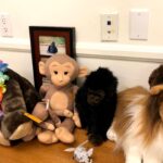 Betty White Instagram - Many people have asked if Betty really had a room full of stuffed animals. The answer is she had several! Here is a sampling of some of the friends who took up residence in our office over the years.