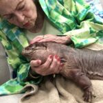 Betty White Instagram - Betty truly loved anything “with a leg on each corner.” Sweetcheeks was no exception. For her 98th birthday our friends from Wildlife Learning Center brought some critters to our office for her to enjoy.