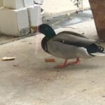 Betty White Instagram - Hi everyone! 🦆🦆🦆