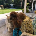 Betty White Instagram - In 2020, Jennifer Love Hewitt arranged for a COVID-safe visit from Whisper and Fable… two adorable alpacas. It was a truly magical day. @littlehorseontheprairie