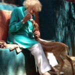 Betty White Instagram - Happy Monday! It doesn’t get much sweeter than Betty bottle feeding a baby gerenuk ❤️. It didn’t matter how shy or timid or fierce and imposing an animal was. They were all drawn to Betty. They sensed her kindness. She really had a soul connection to animals and it was beautiful to witness.