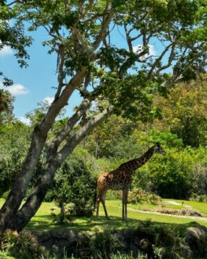 Bia Torres Instagram - a full day of... animals! 🐆🐒🐅🦓🦧🦒✨🌳