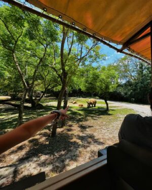 Bia Torres Instagram - a full day of... animals! 🐆🐒🐅🦓🦧🦒✨🌳