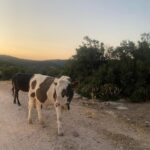 Bige Önal Instagram - An’ların postası, 2🌿