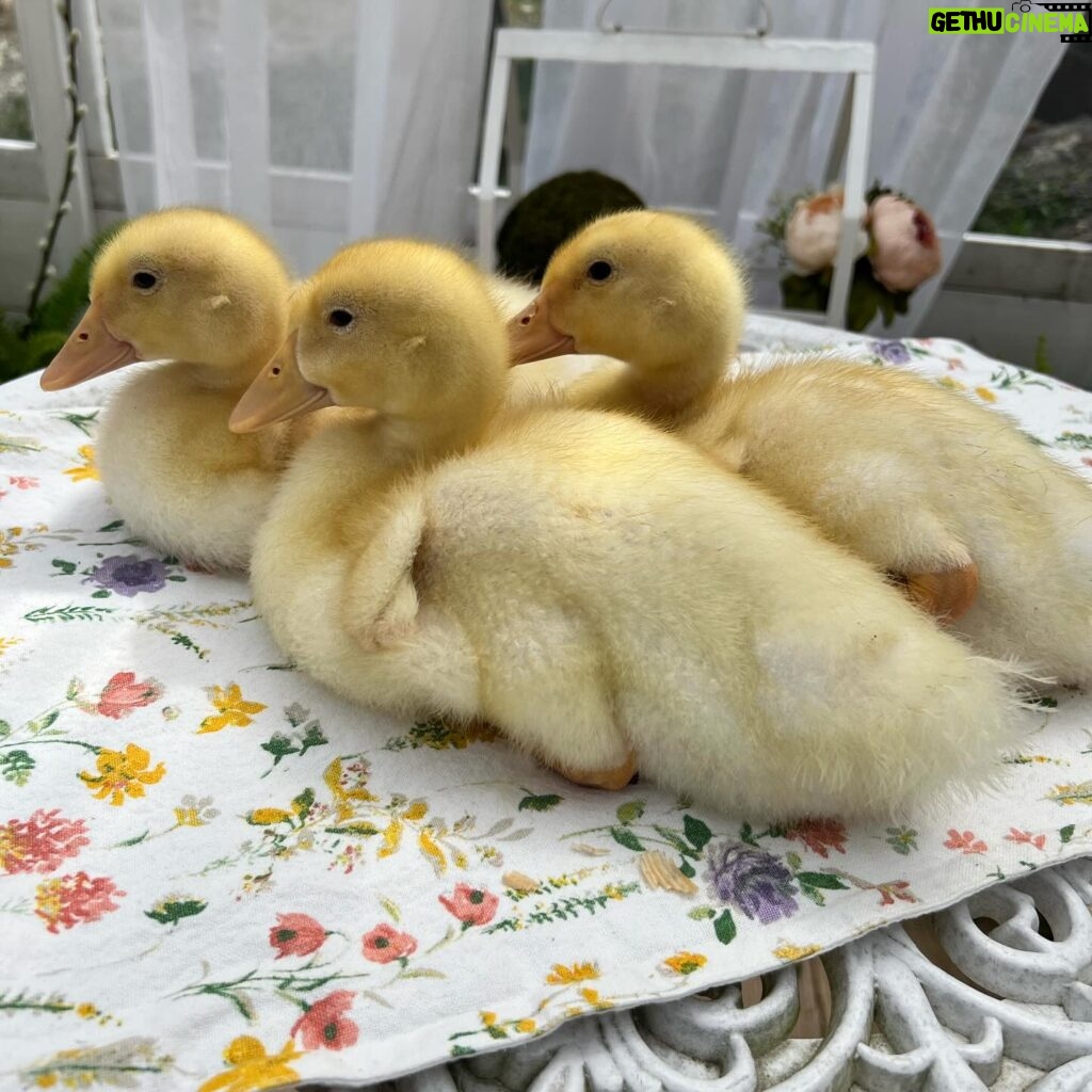 Brandi Runnels Instagram - Mommy Daughter and Ducks 🐤