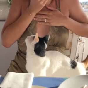 Brittany O'Grady Instagram - 🐈 she liked the carpaccio too