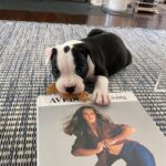 Brooke Shields Instagram - Lately… it’s mostly Tuzi ☀️🐾🍯💛