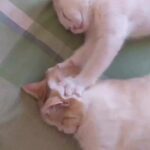 Bruna Lombardi Instagram - Preciso muito disso e você? #massagem #catslove #cuidado #carinho