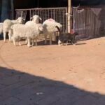 Bruna Lombardi Instagram - Nem sempre sua turma parece com você... #animals #love #carinho #fofura