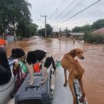 Bruna Lombardi Instagram - Gente, vamos seguir ajudando o nosso RS! A @deisefalci está fazendo um trabalho de super heroína! Ela já resgatou mais de 700 animais… em condições surreais e ela não desiste! Os bichos muitas vezes acabam sendo deixados pra trás ou se perdem e precisam muito da nossa ajuda ❤️ Quem puder doar algo, doe. A ajuda de cada um de nós faz uma diferença gigante! Deise Falci de Castro PIX: deisefalci@gmail.com