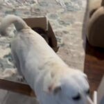 Bruna Lombardi Instagram - Também quero... #amizade #brincadeira #cat #dog