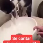 Bruna Lombardi Instagram - Bora facilitar... e bora beber água, amados! #bebaagua #cuidado #carinho #catslove