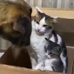 Bruna Lombardi Instagram - Quando basta um olhar... #redefelicidade #animals #dog #funny #cat