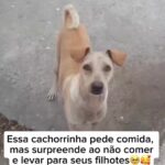 Bruna Lombardi Instagram - Olha que tocante esse video, gente é muito amor! #redefelicidade #animais #cachorro #amor
