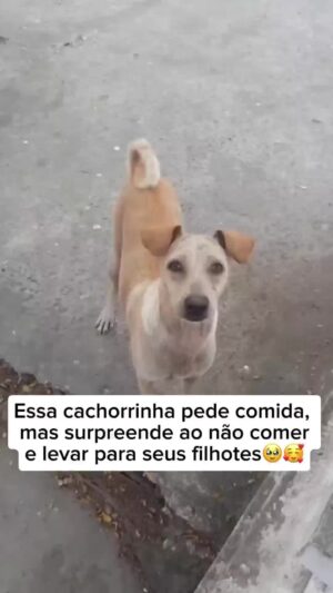 Bruna Lombardi Instagram - Olha que tocante esse video, gente é muito amor!

#redefelicidade
#animais
#cachorro
#amor