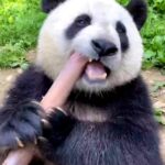 Bruna Lombardi Instagram - Bloco dos apaixonados por pandas unidos!!! #bloquinhos #panda #apaixonado