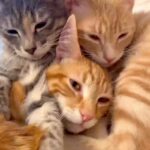 Bruna Lombardi Instagram - Felicidade é isso. #catslove #cats #carinho #amor #felicidade