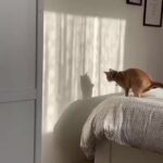 Bruna Lombardi Instagram - A vida é uma ilusão rsrsrs... #cutecat #lovecats #gateiros