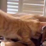 Bruna Lombardi Instagram - Amor se aprende... amor se ensina. Amor reflete em tudo... #amor #afeto #petlovers