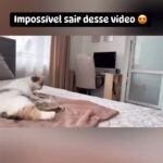 Bruna Lombardi Instagram - Laços de amor se formam. ❤️ #pet #fofo #caesegatos #caes #gatos #petlovers