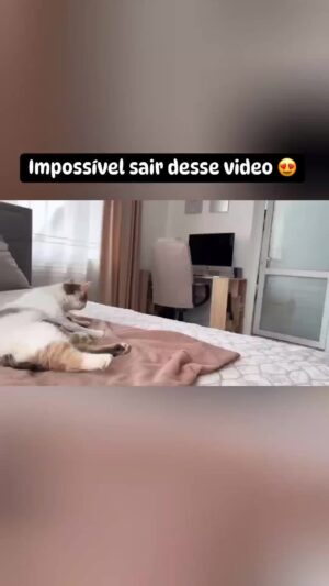 Bruna Lombardi Instagram - Laços de amor se formam. ❤️

#pet 
#fofo 
#caesegatos 
#caes 
#gatos 
#petlovers