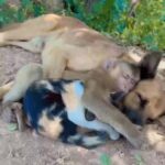 Bruna Lombardi Instagram - Amigo é que a gente escolhe, não importam as diferenças... #redefelicidade #animais #amizade #amor