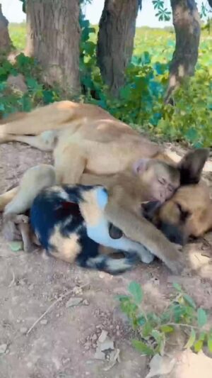 Bruna Lombardi Instagram - Amigo é que a gente escolhe, não importam as diferenças...

#redefelicidade
#animais
#amizade
#amor
