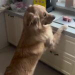 Bruna Lombardi Instagram - Tô aqui na inocência... Via: @adore_pankaj #dogs #pets #goldenretriever