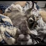 Bruna Lombardi Instagram - Quem mais queria uma segunda feira assim? rsrsrs @ginkgotheraccoon #FunnyPet #CutePet #Monday #spiritanimal