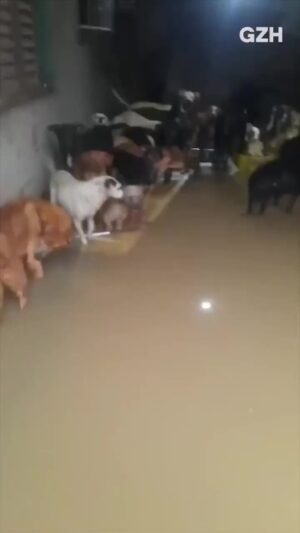 Bruna Lombardi Instagram - Amados, muitos animais estão sendo resgatados. Vamos ajudar a todos que estão sendo afetados pelas enchentes. Compartilhe, e se puder, doe.⠀
⠀
Vídeos: @kayannebraga @brumolz @deisefalci @irmaos.da.greta @ratinho_junior @gzhdigital