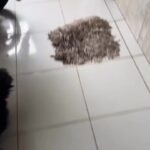 Bruna Lombardi Instagram - Adoro quando ela fala deixa eu ver e a cara dele pedindo por favor... nada melhor que criança que adora bicho, né gente? Só energia boa pra quem faz isso ❤️❤️ #redefelicidade #animais #gato #carinho #amor