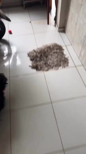 Bruna Lombardi Instagram - Adoro quando ela fala deixa eu ver e a cara dele pedindo por favor... nada melhor que criança que adora bicho, né gente? 
Só energia boa pra quem faz isso ❤️❤️

#redefelicidade
#animais #gato
#carinho #amor