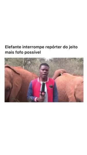 Bruna Lombardi Instagram - Falando de ecossistema e acontece isso rsrs

#animais
#natureza
#elefante