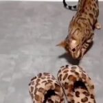 Bruna Lombardi Instagram - Nem tudo o que parece é. Via: @bengalcats.ukraine #aparencia #pontodevista #impressao #cats